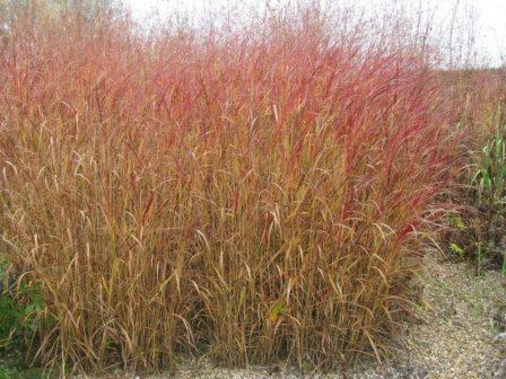 Просто прутьевидное Rotstrahlbusch