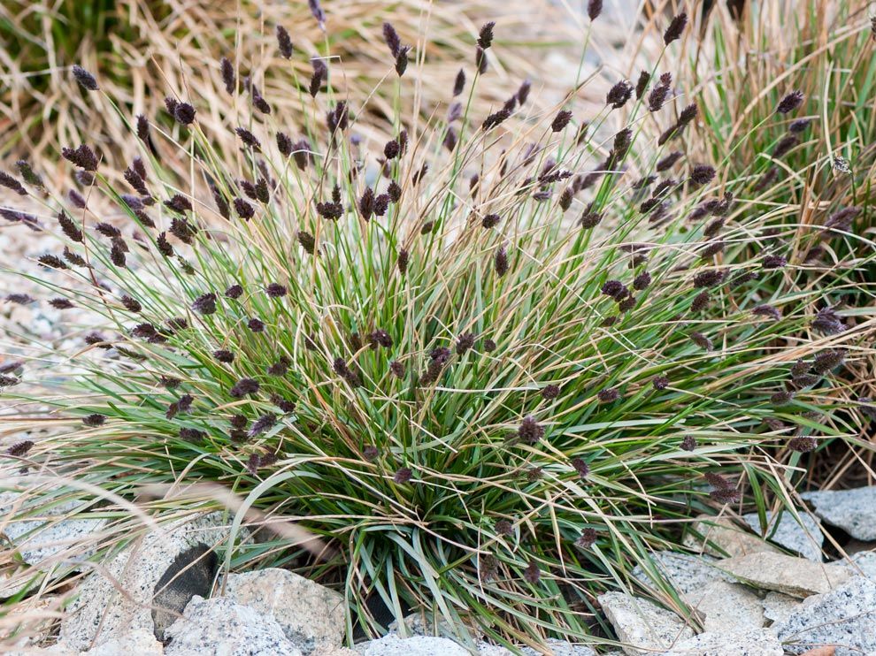 Сеслерия голубая